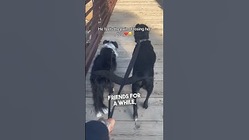 Dogs grieve just like humans do ❤️
