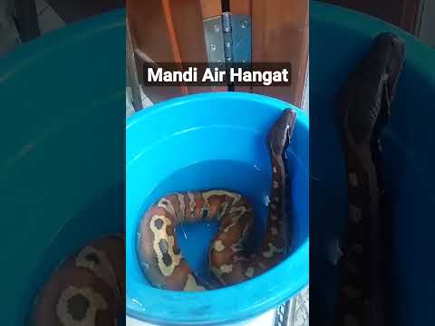 Mandi Air Hangat