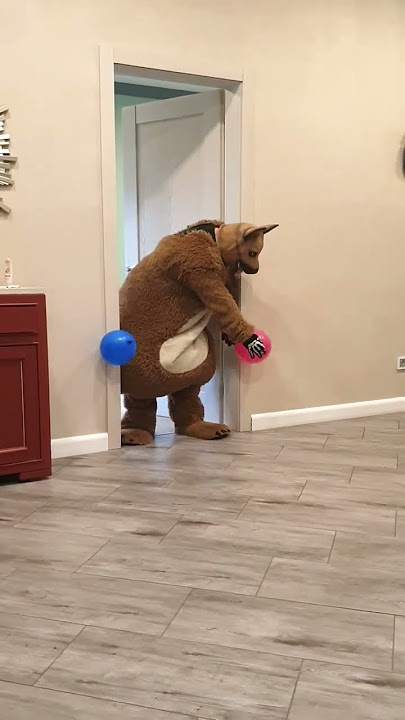 A big fat shaggy dog brings balloons to a small doggy