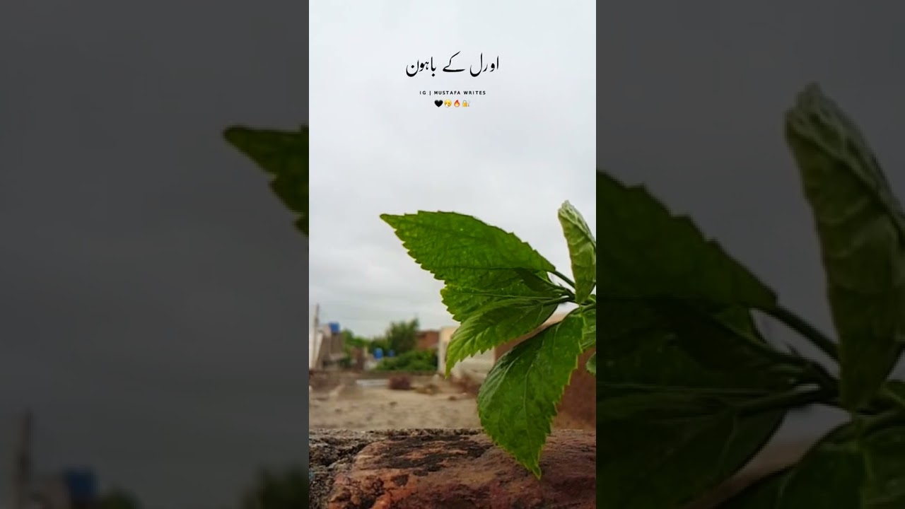Whatsapp Status | Teku Yaad Ta hosi Song