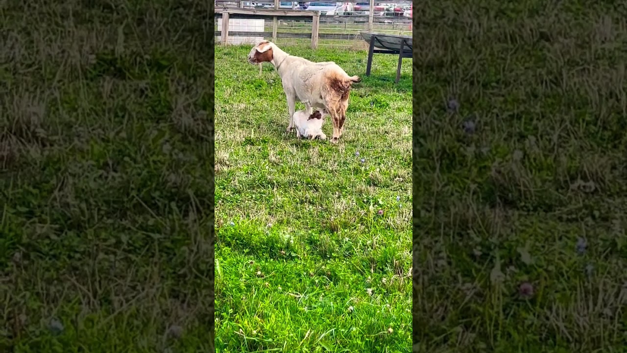 Punjabi Singer Kaka Ke Sath Dhokha Dhadi Shorts Youtubeshorts Kaka Shotskivibe Viralshorts - YouTube Auto PHP Script