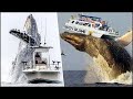 Huge whales attack ships incredible  20 largest whales caught on