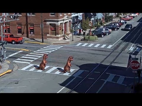 TYRANNOSAURUS REX'S DO THE ABBEY ROAD WALK! La Grange, KY