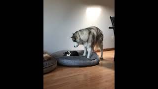 Love is Sharing & Caring ❤ | Husky Dogs #shorts #viral