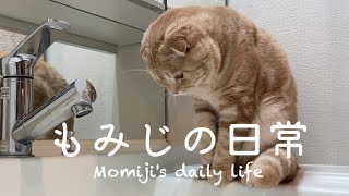 水を眺めるのが大好きなもみじくん（Momiji loves to look at the water） by もみじの日常Momiji's daily life 175 views 1 month ago 3 minutes, 41 seconds