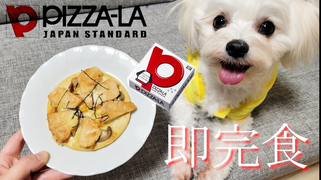 愛犬にピザを頼んだら反応が可愛すぎた・・・笑【マルチーズ×チワワ/チワマルのなな】