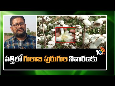 పత్తిలో గులాబి పురుగుల నివారణకు | For the prevention of bollworms in cotton | Matti Manishi | 10TV