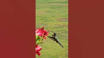 Stunning Hummingbird Slowmo #birds #bird #birdphotography  #wildlife #hummingbird #photography #usa