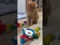 ポケモンのマーブルランを邪魔する猫【Pokemon Marble Run vs Cat】 #asmr #marblesrace #marblerun #cat #pokemon