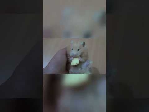 Video: Grija pentru hamsteri de companie