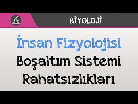 İnsan Fizyolojisi - Üriner (Boşaltım) Sistemi Rahatsızlıkları