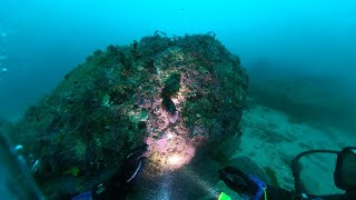 Bushrangers Bay, Bass Point, Shellharbour NSW scuba dive