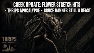Creek Update: Flower Stretch Hits, Thrips Went Full Apocalypse Mode