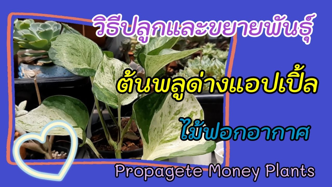 วิธีปลูกและขยายพันธุ์ต้นพลูด่างแอปเปิ้ล|How to propagete Money Plants|ไม้ฟอกอากาศ|Mom1010_garden