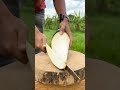 What is this HUGE fruit hanging from a tree? #shorts