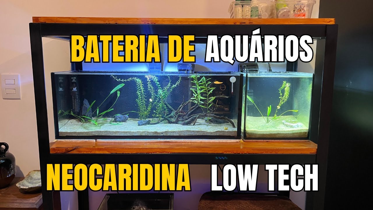 Introdução à Estante de Aquários: Novo Projeto do Canal