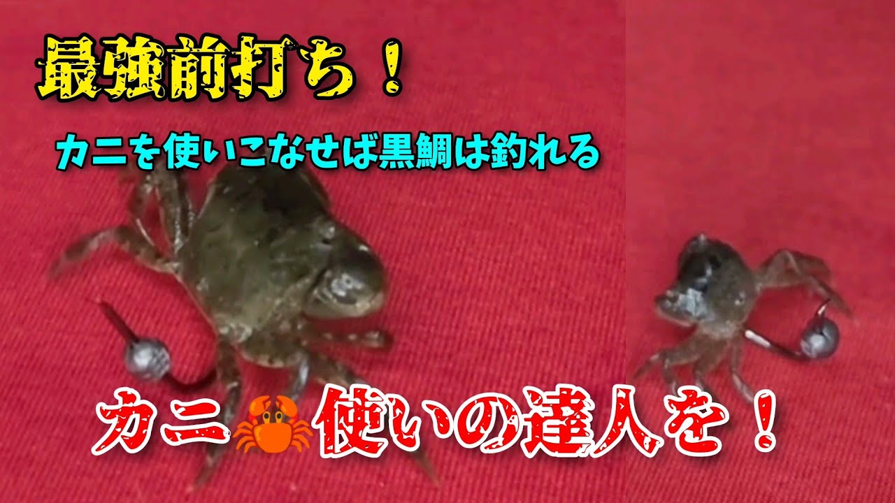 最強前打ち！カニを制する者は黒鯛を制す！！／動画遅れて🙇💦
