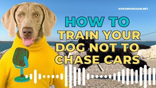 How To Train Your Dog Not to Chase Cars