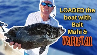 Download Lagu Solo Mahi Mayhem + Tripletail Jackpot! (Hoe je Ballyhoo optuigt en als een pro trollt) MP3 Download Lagu Solo Mahi Mayhem + Tripletail Jackpot! (Hoe je Ballyhoo optuigt en als een pro trollt) MP3