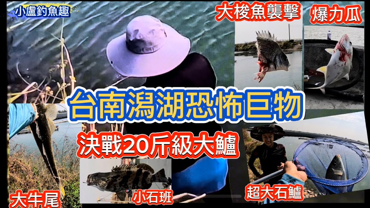 台南潟湖恐怖巨物大決鬥