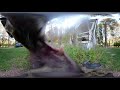 Bear don't eat the GoPro! 360 Video