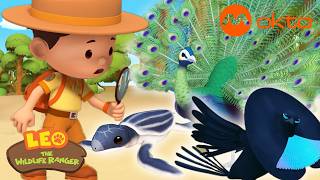 Superb BIRDS PEACOCKS TURTLE RESCUE 🦚🐢🌊| Leo Compilation | @mediacorpokto screenshot 1