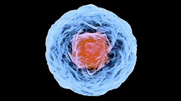 Meiosis Flow [Official video]