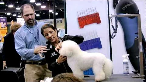 Sue Zecco   Removing Stains with Thinning Shears and Clippers