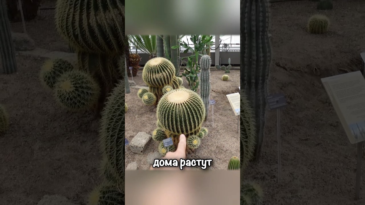 КАКТУСЫ 🌵 ботанического сада МОНРЕАЛЯ