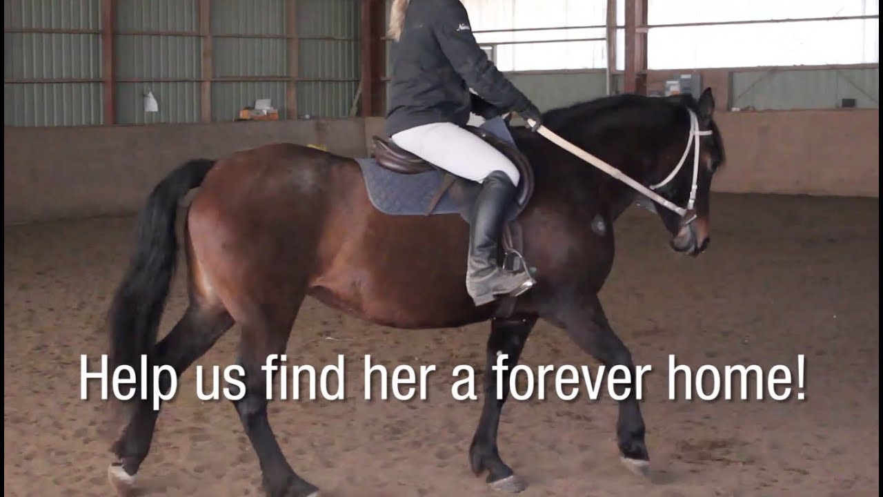 Rescued mare "Maddie" looking for a new home - Rescued mare "Maddie" looking for a new home
