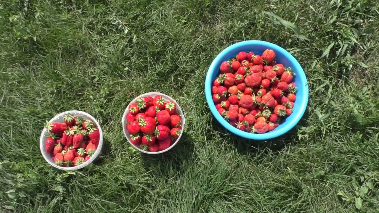 Урожай клубники 2019, всего собрали 24 л ягод.