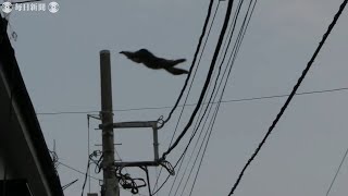 「サルを見た」　東京・北区で複数の目撃情報　埼玉から移動か