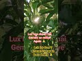 #lux #sunlux #nature #environmentalpollution