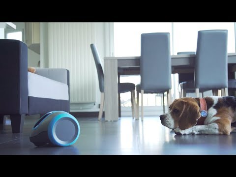 Laïka, an interactive companion for you and your dog