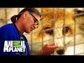 Jeff drena el oído de un zorro ártico | Dr. Jeff, Veterinario | Animal Planet