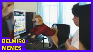 Belmiro Memes: Dublagens de animais engraçados - Episódio 124