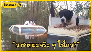 'แฮนซัมร๊อบ' น้องหมาพิตบูลผู้สิ้นหวังถูกทิ้งท่ามกลางพายุ | Dog's Clip