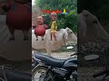 shorts#short#youtubeshorts #trending #funny video