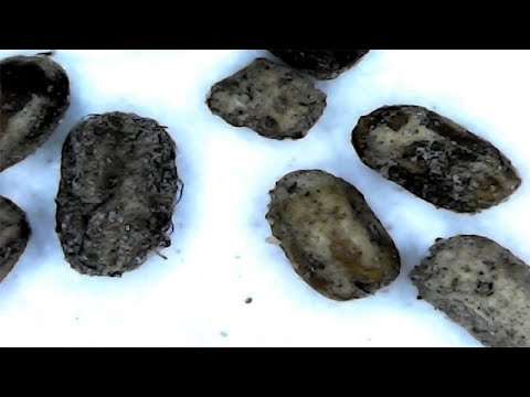 Video: ¿Cómo se ven los desechos de las termitas?