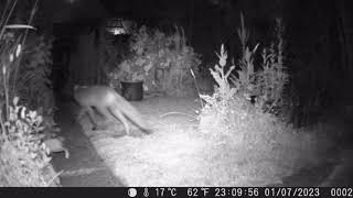 TrailCam 1/7/23 Essex Garden