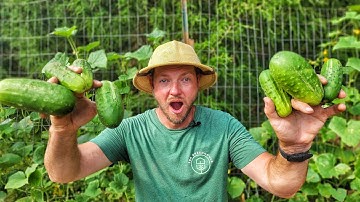 7 Proven Tips to Maximize your Cucumber Harvest!