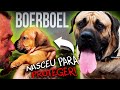 GENÉTICA: ESSE É O SEGREDO DOS BOERBOEL DE ELITE! | RICHARD RASMUSSEN