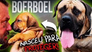 GENÉTICA: ESSE É O SEGREDO DOS BOERBOEL DE ELITE! | RICHARD RASMUSSEN