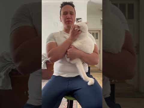 فيديو: كيفية تدريب القطة على المشي بمقود: 9 خطوات