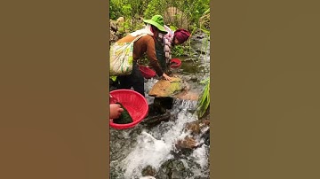 Nhặt Rêu Dưới Suối Tây Bắc