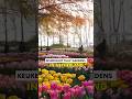 Tulip garden festival Srinagar Kashmir Dal lake Shalimar Bagh Shankaracharya Nishat bagh Keukenhof