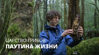 Царство грибов: паутина жизни (2023) UltraHD 2160