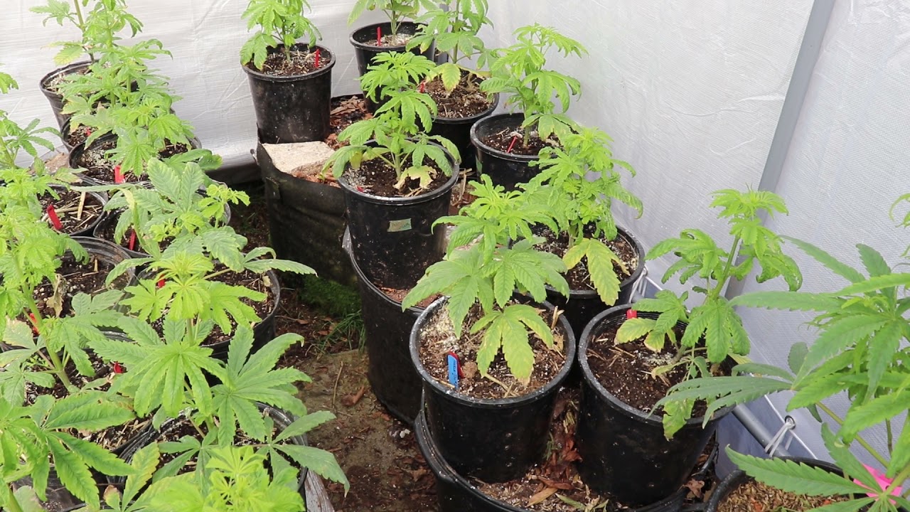 Harle-Tsu (F2) x Sky Cuddler Double Kush (F3) - CBD/THC Outdoor Lemon F1 Poly