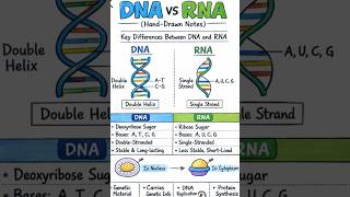 DNA vs RNA Key Differences/ Biology Basics for NEET/ CBSE/ICSE/ISC/Nursing #biology #shorts #viral