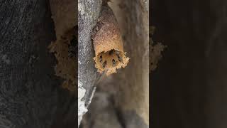 Tiny Stingless Bees in Colombia! 🐝 Tetragonisca angustula
I filmed these fascinating narrow stingless bees (Tetragonisca angustula) in Colombia! 🇨🇴🐝 These tiny bees are native to tropical regions of the Americas and are known for living in colonies without a functional sting.
Watch closely and see these amazing little pollinators at work!
🧮 LampoFilm | Learn • Explore • Discover
Welcome to LampoFilm! Here youll find easy-to-follow math lessons, educational videos, helpful tips, and honest product reviews.
Math videos include multiplication, division, fractions, decimals, problem solving, and other math skills explained step-by-step.
I also review products and technology that I think may be useful, interesting, or fun.
🤖 AI-generated animals, backgrounds, and special effects may occasionally be used for fun and educational purposes.
⭐ Enjoy the video?
Please consider subscribing, leaving a 👍 Like, and sharing the video. Thanks for supporting LampoFilm!
🧮 More from LampoFilm:
https://www.youtube.com/@LampoFilm
🛒 Amazon Store:
https://www.amazon.com/shop/lampofilm
📧 Product Review Inquiries:
LampoFilm@yahoo.com
📺 Other YouTube Channels:
🦖 DinoMath — https://www.youtube.com/@LampoVids
🌲 RaptorRangers — https://www.youtube.com/@RaptorRangersTV
#StinglessBees #Bees #TetragoniscaAngustula #Colombia #ColombianWildlife #Pollinators #Nature #Insects #BeeShorts #Shorts
━━━━━━━━━━━━━━━━━━━━━━━━━━━━
DISCLAIMER: Some links in this description may be affiliate links. If you purchase through these links, I may earn a small commission at no additional cost to you. Thank you for supporting LampoFilm!
Videos are provided for informational and entertainment purposes. Always do your own research and verify important information.
Thank you for watching and subscribing! 😃 Tiny Stingless Bees in Colombia! 🐝 Tetragonisca angustula